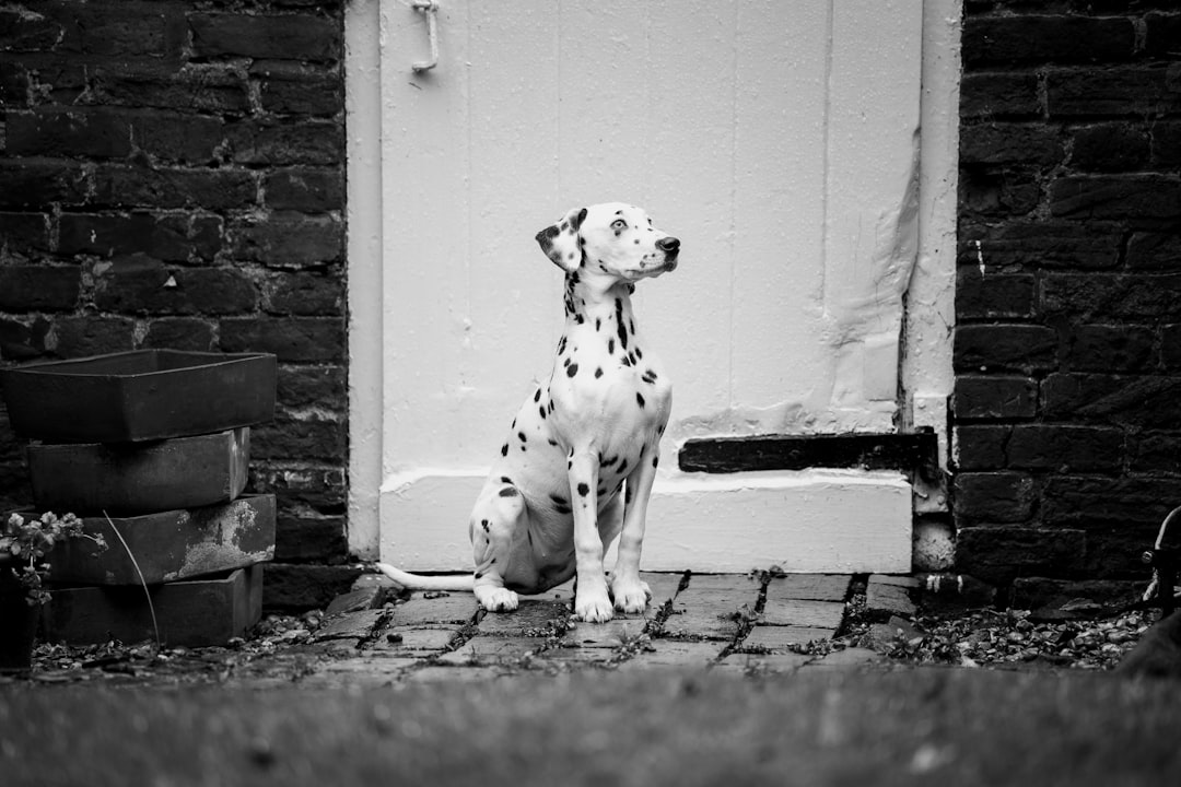Dalmatian Puppies for Sale: Find Your Perfect Spotted Companion