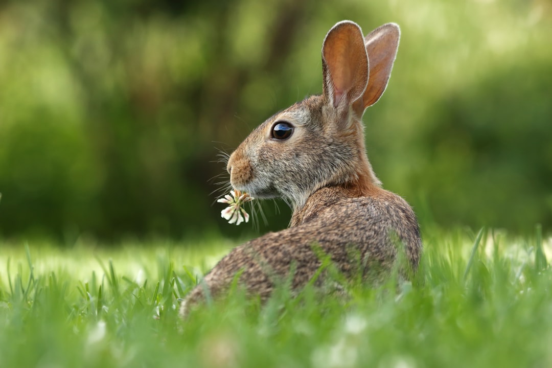 The Secret World of Lagomorphs: What is a Group of Rabbits Called?
