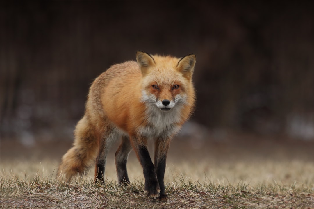 The Mystical Allure of Anime Foxes