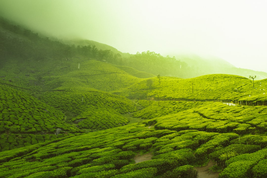 The Power of Jade Leaf Matcha