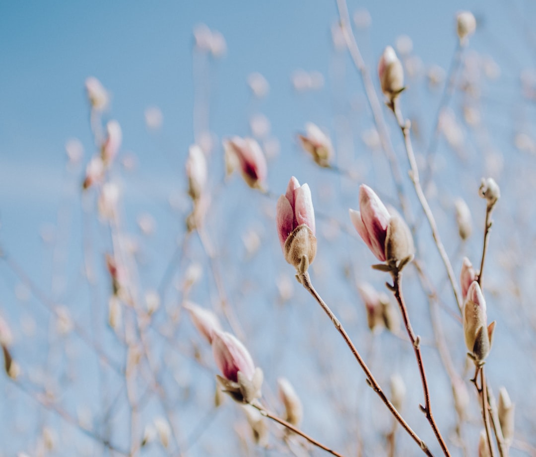 Remembering with Grace: Volzke Funeral Home