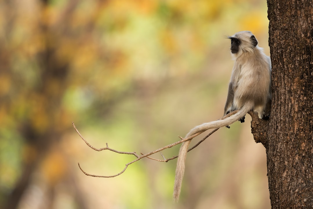 Meet the Mischievous Monkeys: A Guide to Popular Primate Personalities