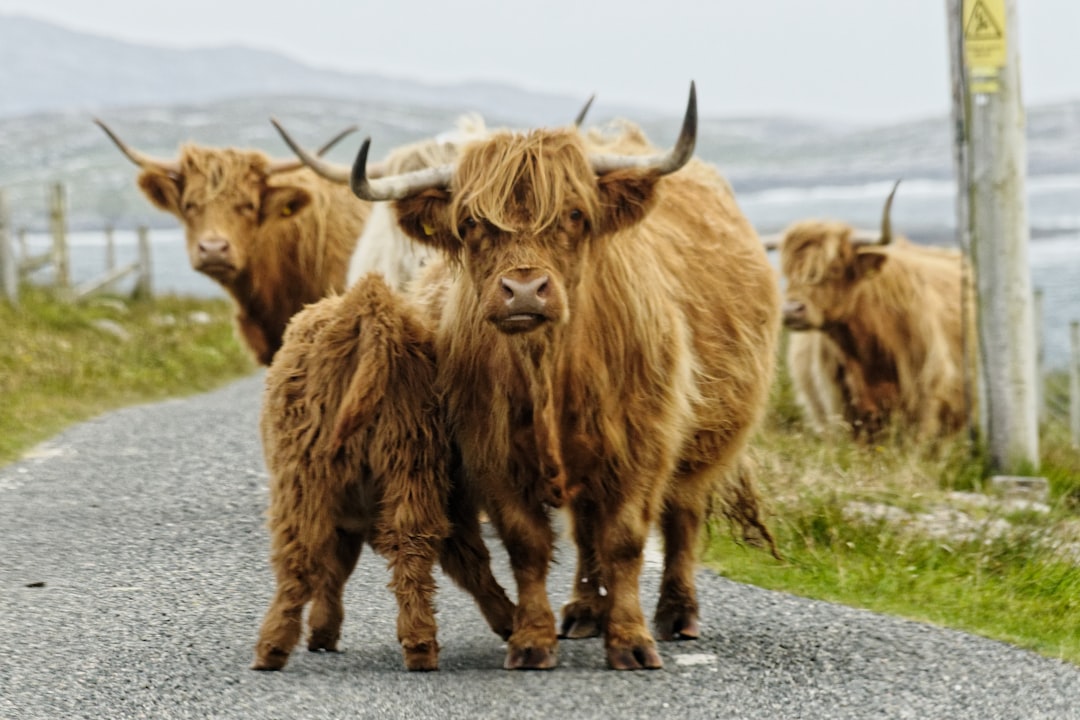 The Surprising Benefits of Cow Tail: A Nutritious and Delicious Addition to Your Diet
