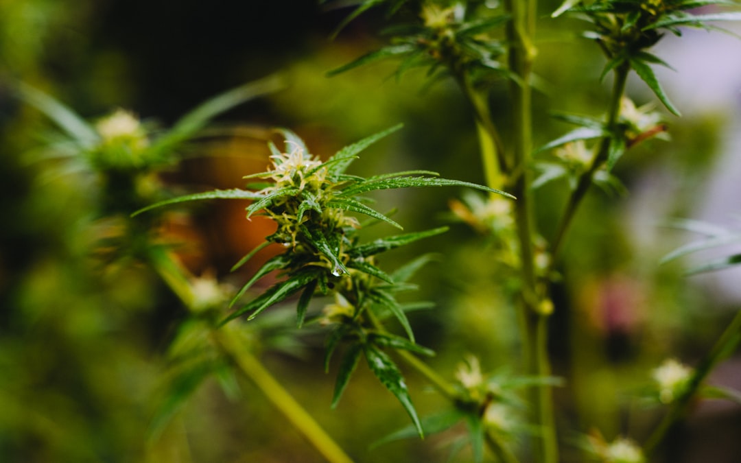 Blooming Business: Flower Shop Dispensary Flourishes