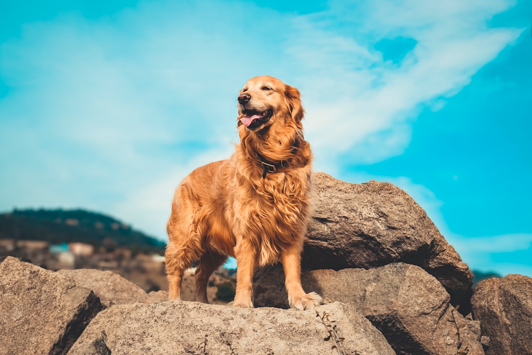The Stunning English Cream Retriever: A Beloved Breed